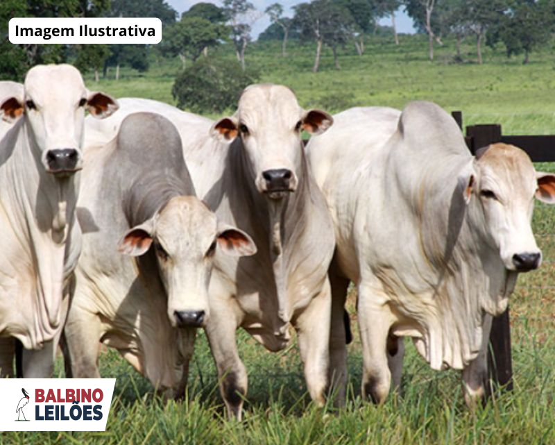 Lote 1 | SC - São Carlos | Diversos - cabeças de gado - 10 unidades